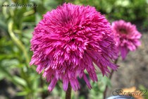 Эхинацея Blackberry Truffle